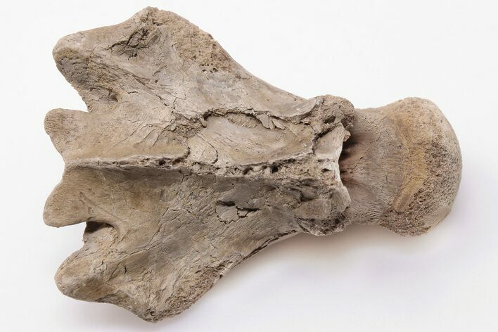 Fossil Mosasaur (Clidastes) Vertebra - Kansas #197963